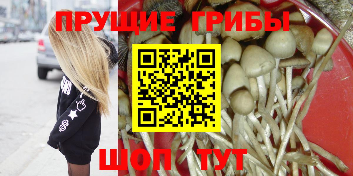купить наркотики сайты  Вход с VPN  Буйнакск  Галлюциногенные грибы Psilocybe  Галлюциногенные грибы мицелий 